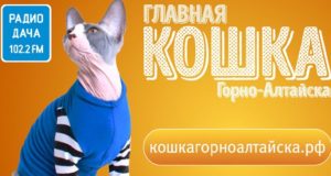 Стартовал конкурс «Главная кошка Горно-Алтайска» Стартовал конкурс «Главная кошка Горно-Алтайска»