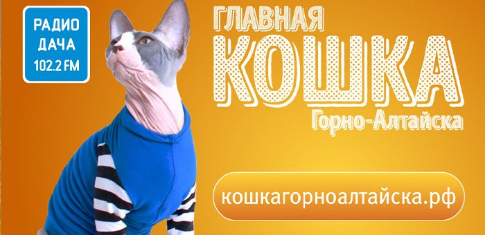 Стартовал конкурс «Главная кошка Горно-Алтайска»