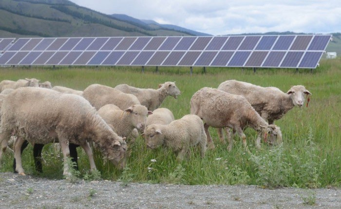 1600246646-ovec.jpg 1600246643-koksinskaja-sjes.jpg