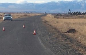 Байкер из Новосибирска врезался в лошадь в Кош-Агачском районе Байкер из Новосибирска врезался в лошадь в Кош-Агачском районе
