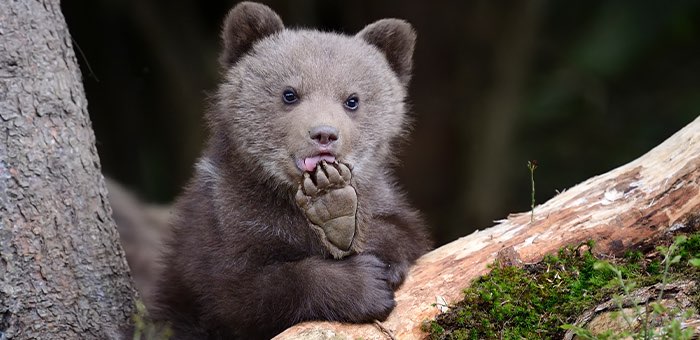 В Алтайском заповеднике появится пункт реабилитации медвежат-сирот