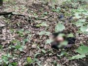 В лесу возле Манжерока обнаружен труп мужчины В лесу возле Манжерока обнаружен труп мужчины