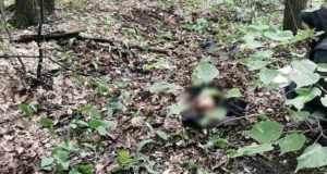 В лесу возле Манжерока обнаружен труп мужчины В лесу возле Манжерока обнаружен труп мужчины