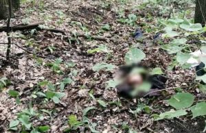 В лесу возле Манжерока обнаружен труп мужчины В лесу возле Манжерока обнаружен труп мужчины