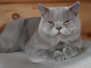 Кот Шаман стал еще одним финалистом конкурса «Главная кошка Горно-Алтайска» Кот Шаман стал еще одним финалистом конкурса «Главная кошка Горно-Алтайска»