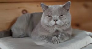 Кот Шаман стал еще одним финалистом конкурса «Главная кошка Горно-Алтайска»