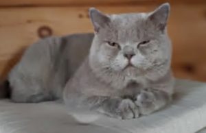 Кот Шаман стал еще одним финалистом конкурса «Главная кошка Горно-Алтайска» Кот Шаман стал еще одним финалистом конкурса «Главная кошка Горно-Алтайска»