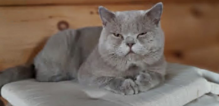 Кот Шаман стал еще одним финалистом конкурса «Главная кошка Горно-Алтайска»