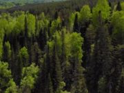 Почти 2 тысячи рейдов провели лесные инспекторы в этом году Почти 2 тысячи рейдов провели лесные инспекторы в этом году