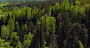 Почти 2 тысячи рейдов провели лесные инспекторы в этом году Почти 2 тысячи рейдов провели лесные инспекторы в этом году