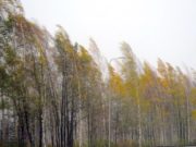 Штормовое предупреждение: на Алтае ожидается сильный ветер Штормовое предупреждение: на Алтае ожидается сильный ветер