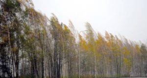 Штормовое предупреждение: на Алтае ожидается сильный ветер