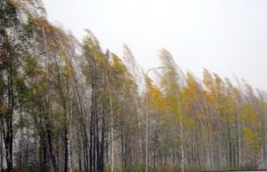 Штормовое предупреждение: на Алтае ожидается сильный ветер Штормовое предупреждение: на Алтае ожидается сильный ветер