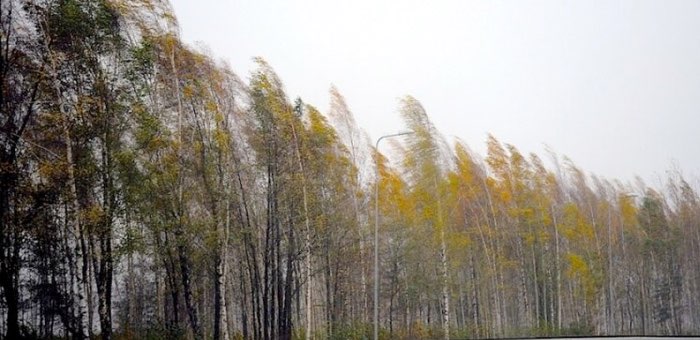 Штормовое предупреждение: на Алтае ожидается сильный ветер
