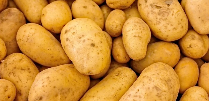 Более 200 тонн картофеля собрали осужденные в Республике Алтай