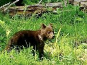 Секреты воспитания медвежат-сирот Секреты воспитания медвежат-сирот