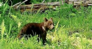 Секреты воспитания медвежат-сирот