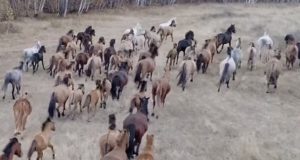 Трех тувинцев будут судить за кражу 22 лошадей в Кош-Агачском районе Трех тувинцев будут судить за кражу 22 лошадей в Кош-Агачском районе