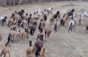 Трех тувинцев будут судить за кражу 22 лошадей в Кош-Агачском районе