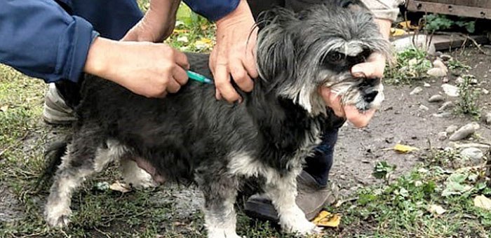 В Горно-Алтайске продолжается бесплатное чипирование собак