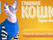 Очередные итоги конкурса «Главная кошка города» Очередные итоги конкурса «Главная кошка города»