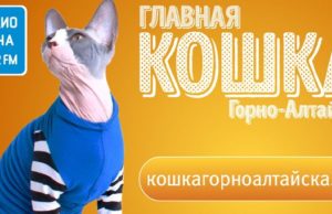 Очередные итоги конкурса «Главная кошка города» Очередные итоги конкурса «Главная кошка города»