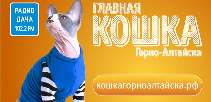 Очередные итоги конкурса «Главная кошка города»