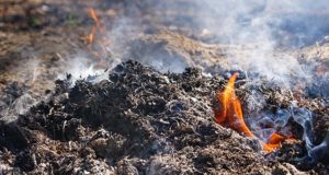 Выжигая сухую траву на участке, житель Чемальского района сжег почти 5 га леса Выжигая сухую траву на участке, житель Чемальского района сжег 4,6 га леса