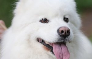 Кому доверить собаку