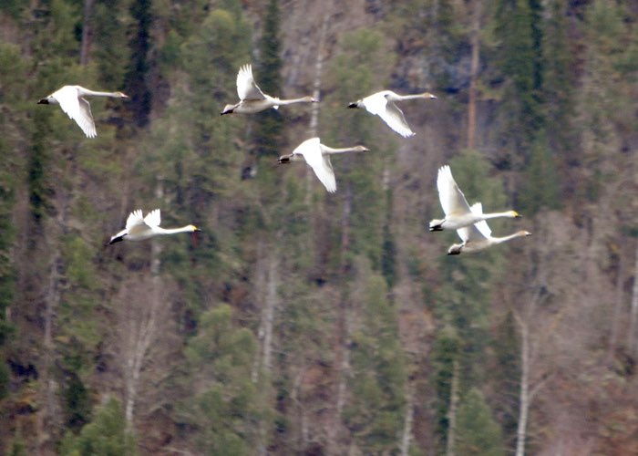 На Алтае в заповеднике заметили белолобых гусей, которых там не видели 70 лет - фото 2