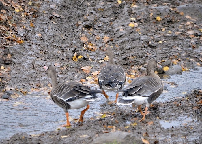 На Алтае в заповеднике заметили белолобых гусей, которых там не видели 70 лет - фото 3