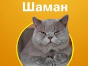 Кот по кличе Шаман победил в конкурсе «Главная кошка Горно-Алтайска»