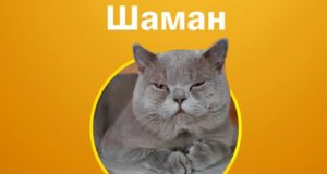 Кот по кличе Шаман победил в конкурсе «Главная кошка Горно-Алтайска» Кот по кличе Шаман победил в конкурсе «Главная кошка Горно-Алтайска»