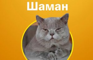 Кот по кличе Шаман победил в конкурсе «Главная кошка Горно-Алтайска»