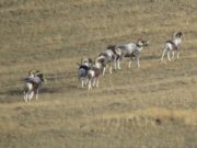 Возможно, животные просто не успели откочевать в Монголию: WWF о резком росте численности аргали Возможно, животные не успели откочевать в Монголию: WWF о резком росте численности аргали