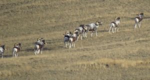Возможно, животные просто не успели откочевать в Монголию: WWF о резком росте численности аргали Возможно, животные не успели откочевать в Монголию: WWF о резком росте численности аргали