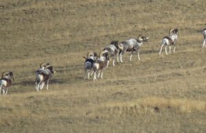 Возможно, животные просто не успели откочевать в Монголию: WWF о резком росте численности аргали Возможно, животные не успели откочевать в Монголию: WWF о резком росте численности аргали