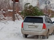 Бдительные горожане помогли полицейским установить личность мужчины, срубившего ель в Еланде