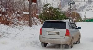Бдительные горожане помогли полицейским установить личность мужчины, срубившего ель в Еланде
