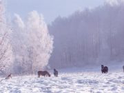 Прогноз погоды: в ближайшие дни снег, а в выходные — сильные морозы Прогноз погоды: в ближайшие дни снег, а в выходные - сильные морозы