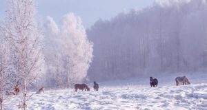 Прогноз погоды: в ближайшие дни снег, а в выходные — сильные морозы Прогноз погоды: в ближайшие дни снег, а в выходные - сильные морозы