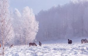 Прогноз погоды: в ближайшие дни снег, а в выходные - сильные морозы