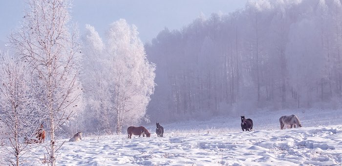Прогноз погоды: в ближайшие дни снег, а в выходные — сильные морозы