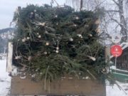 328 пихт незаконно срубил житель Иогача. Он планировал продать их в Горно-Алтайске 328 пихт срубил житель Иогача. Он планировал продать их в Горно-Алтайске