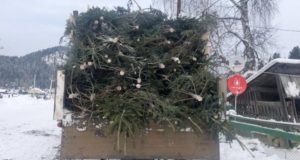 328 пихт срубил житель Иогача. Он планировал продать их в Горно-Алтайске