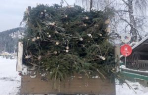 328 пихт незаконно срубил житель Иогача. Он планировал продать их в Горно-Алтайске 328 пихт срубил житель Иогача. Он планировал продать их в Горно-Алтайске