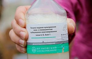 В следующем году Республика Алтай может получить статус региона, благополучного без вакцинации по ящуру