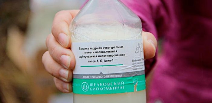В следующем году Республика Алтай может получить статус региона, благополучного без вакцинации по ящуру
