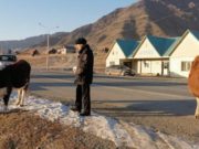 Из-за бесконтрольно разгуливающего скота в Онгудайском районе произошло свыше 30 ДТП Из-за бесконтрольно разгуливающего скота в Онгудайском районе произошло свыше 30 ДТП