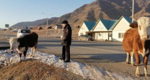 Из-за бесконтрольно разгуливающего скота в Онгудайском районе произошло свыше 30 ДТП Из-за бесконтрольно разгуливающего скота в Онгудайском районе произошло свыше 30 ДТП